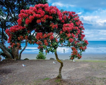 Pohutukawa Pohutukawa